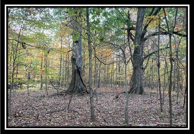 1616 Hogback Road Sunbury, OH 43074 - Photo 4 of 41 Gallery Image 4
