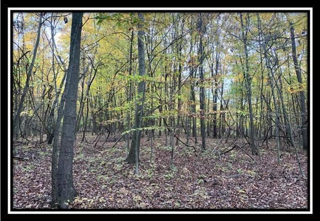 1616 Hogback Road Sunbury, OH 43074 - Photo 8 of 41 Gallery Image 8