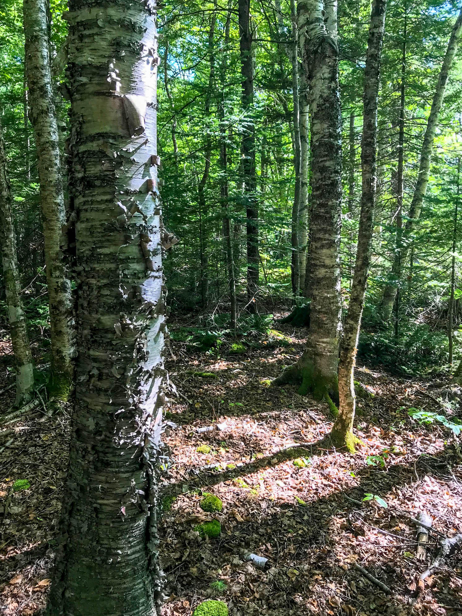Lot 24 Green Valley Road Stockton Springs, ME 04981 - Photo 27 of 31 Another Shot