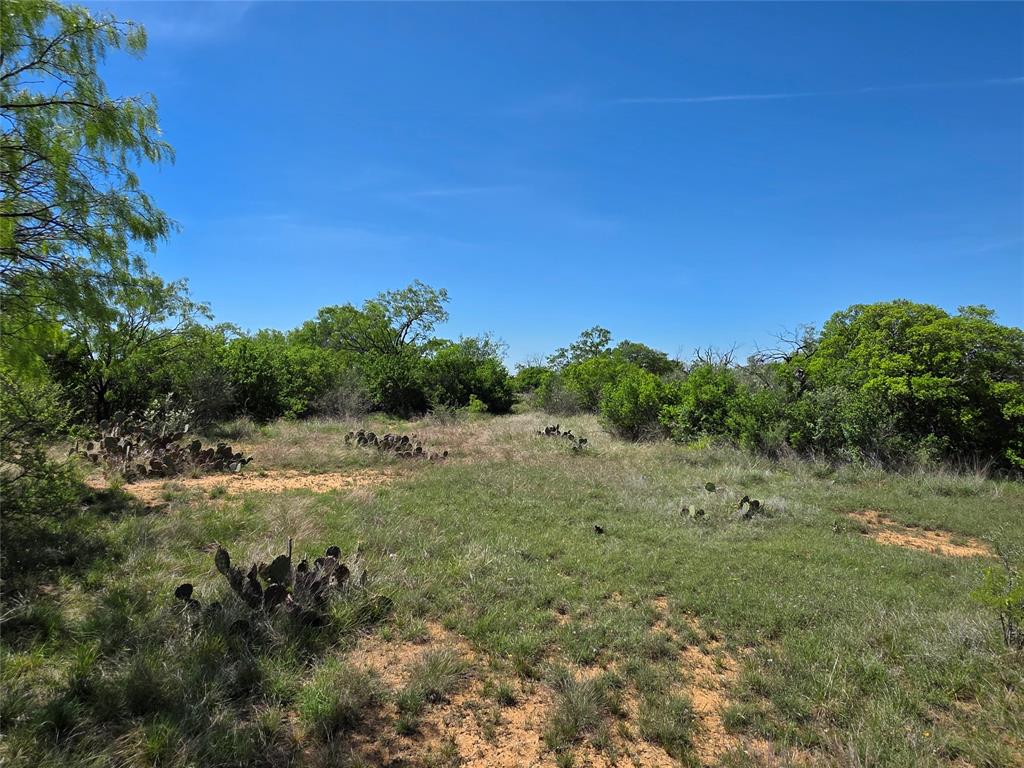 10315 Farm To Market 45 Rochelle, TX 76872 - Photo 11 of 40 a view of a yard with a tree