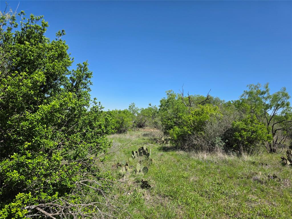 10315 Farm To Market 45 Rochelle, TX 76872 - Photo 21 of 40 a view of a green field with lots of bushes