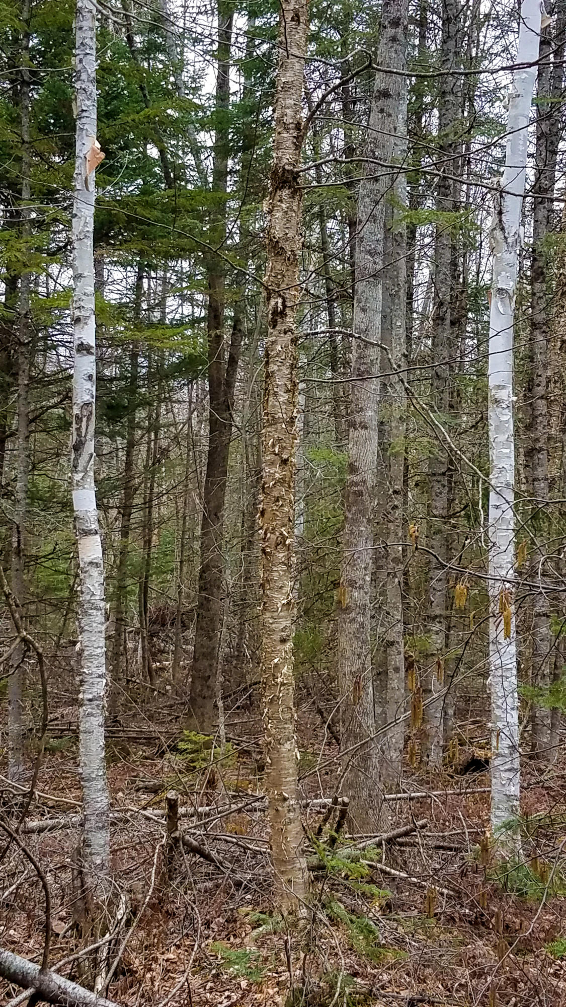 Lot 30 Charleston Road Dexter, ME 04930 - Photo 9 of 42 Lot 30 (5 of 38)