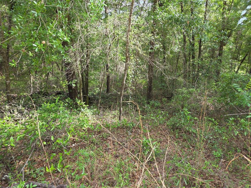 0 Northeast 85th Street Bronson, FL 32621 - Photo 1 of 9