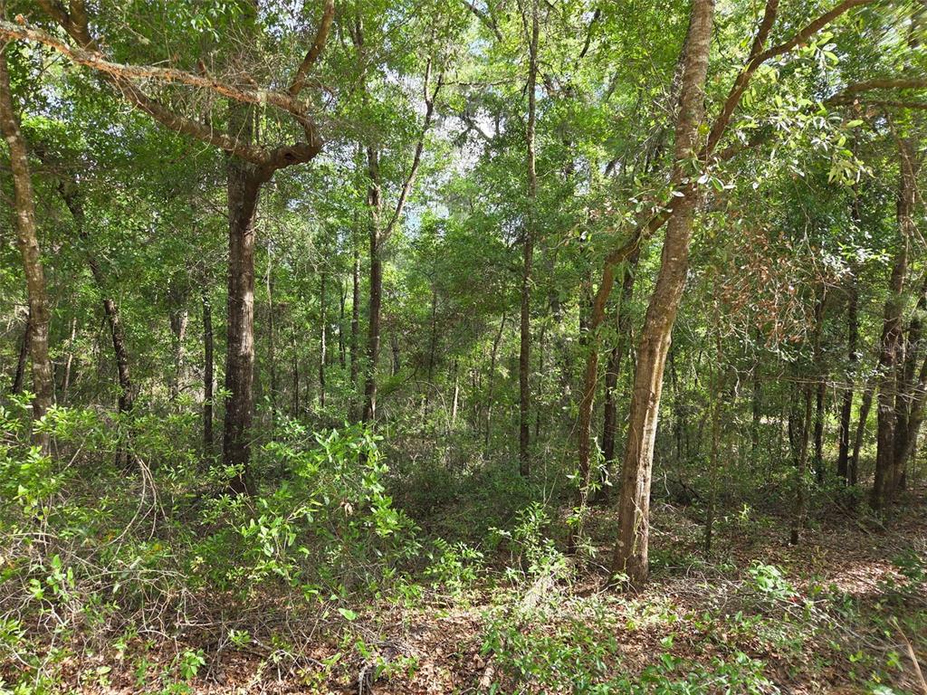 0 Northeast 85th Street Bronson, FL 32621 - Photo 2 of 9