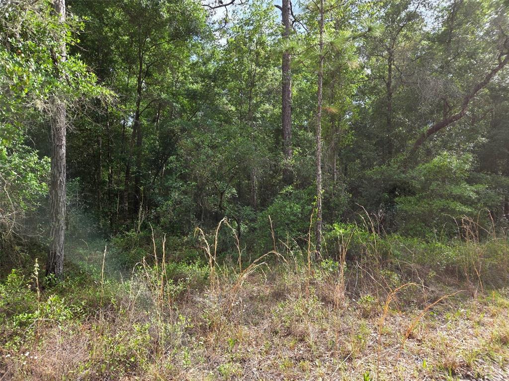 0 Northeast 85th Street Bronson, FL 32621 - Photo 3 of 9