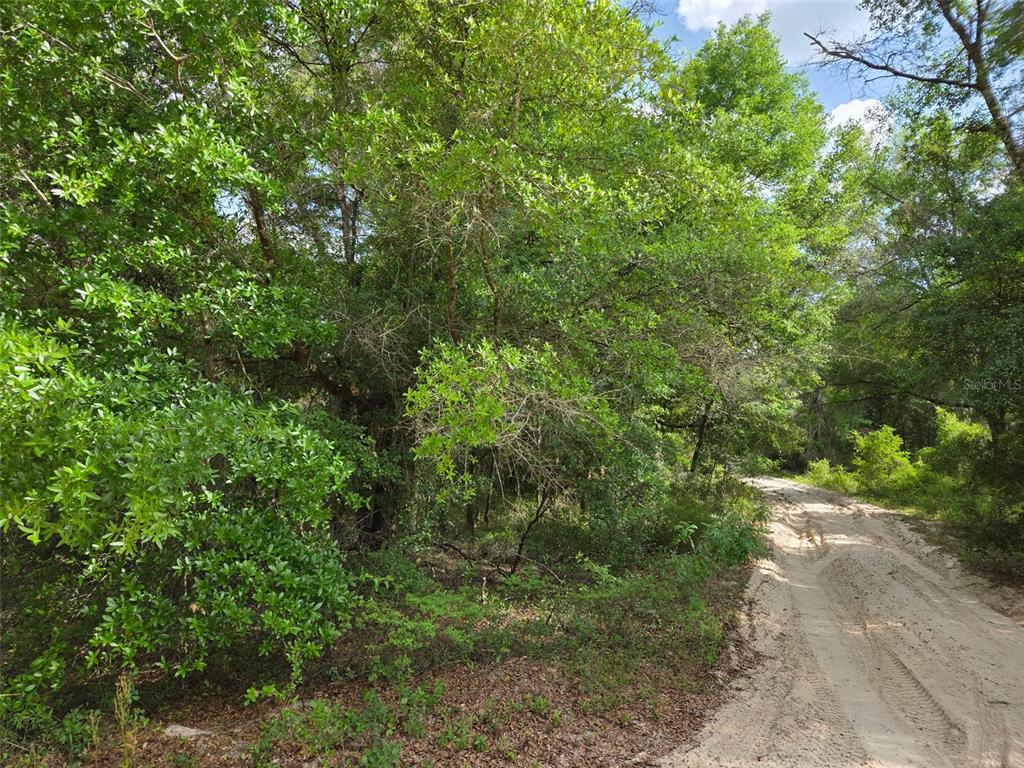0 Northeast 85th Street Bronson, FL 32621 - Photo 4 of 9