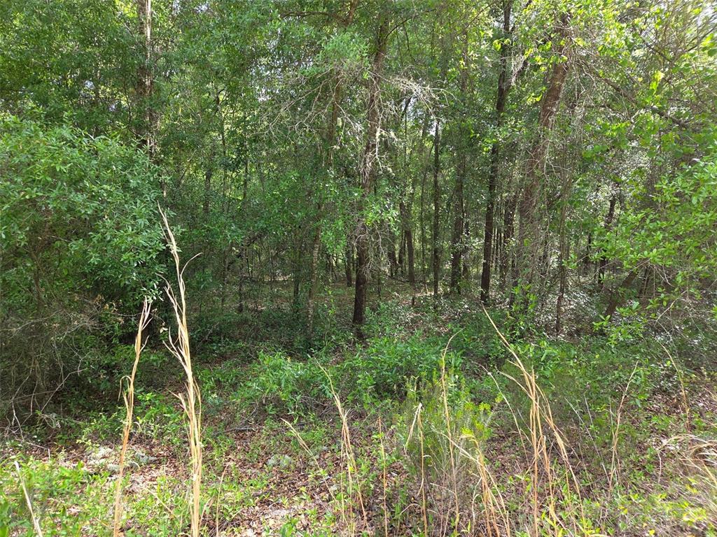 0 Northeast 85th Street Bronson, FL 32621 - Photo 5 of 9