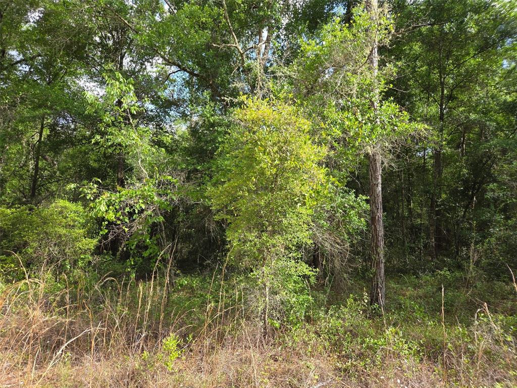 0 Northeast 85th Street Bronson, FL 32621 - Photo 6 of 9