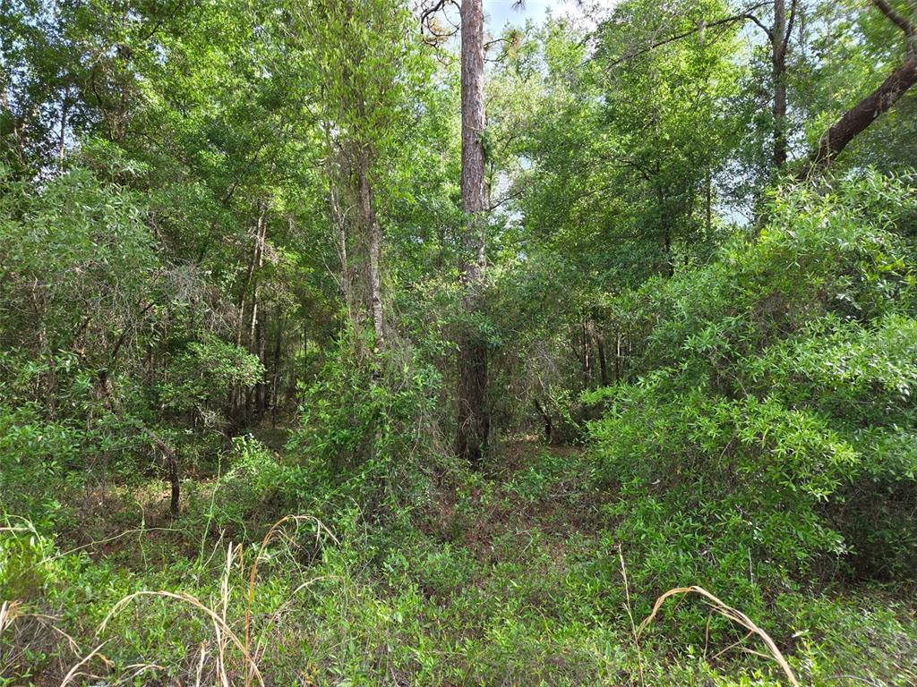 0 Northeast 85th Street Bronson, FL 32621 - Photo 9 of 9