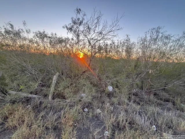 a view of a tree in a yard
