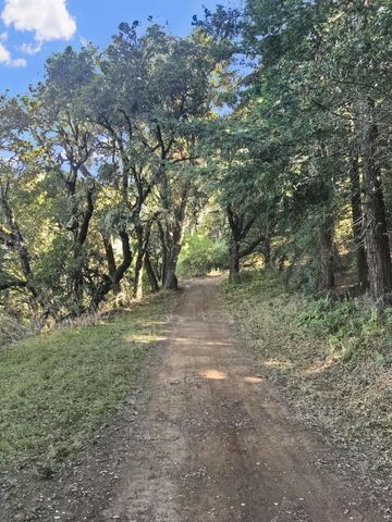 a view of a trees in a yard