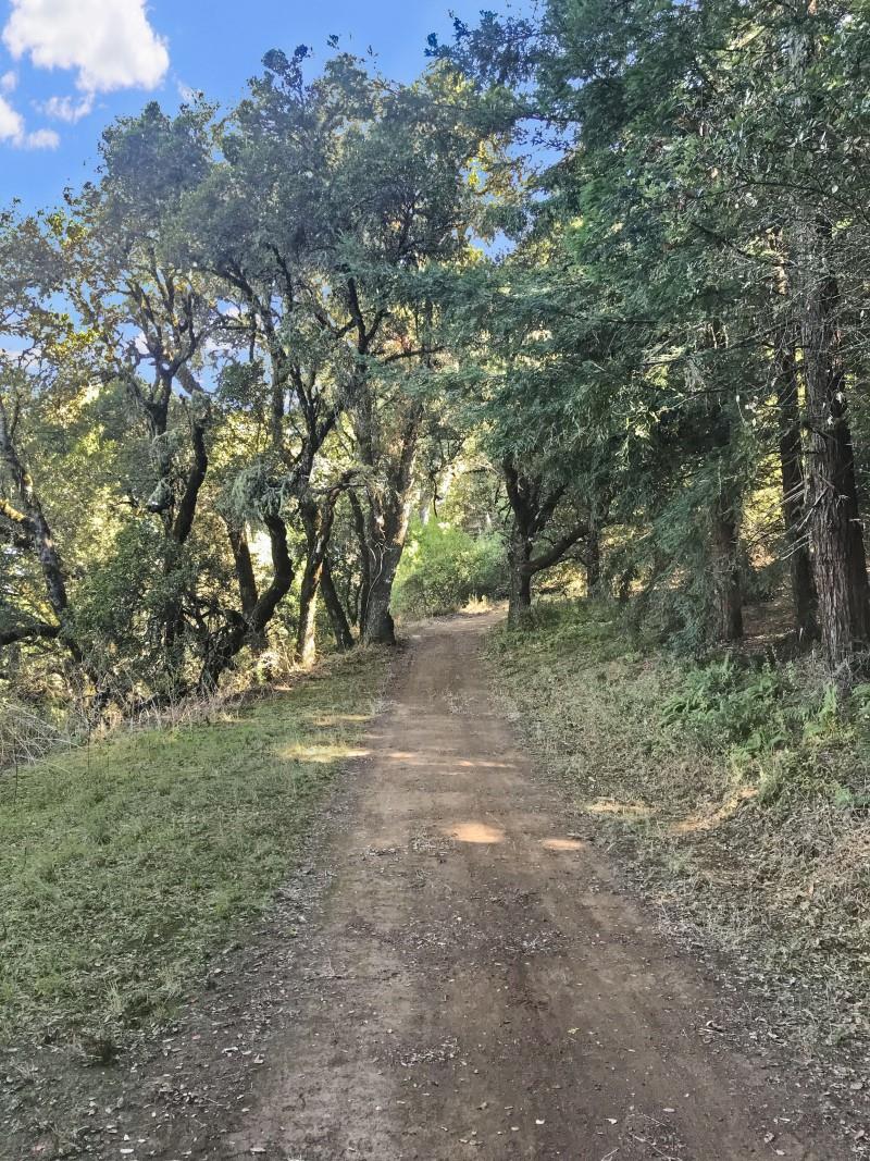 33 Langley Hill Road Woodside, CA 94062 - Photo 48 of 53 a view of outdoor space with trees