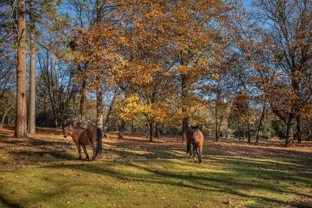 $435,000 | 10095 Frenchtown Dobbins Road, Dobbins, CA 95935