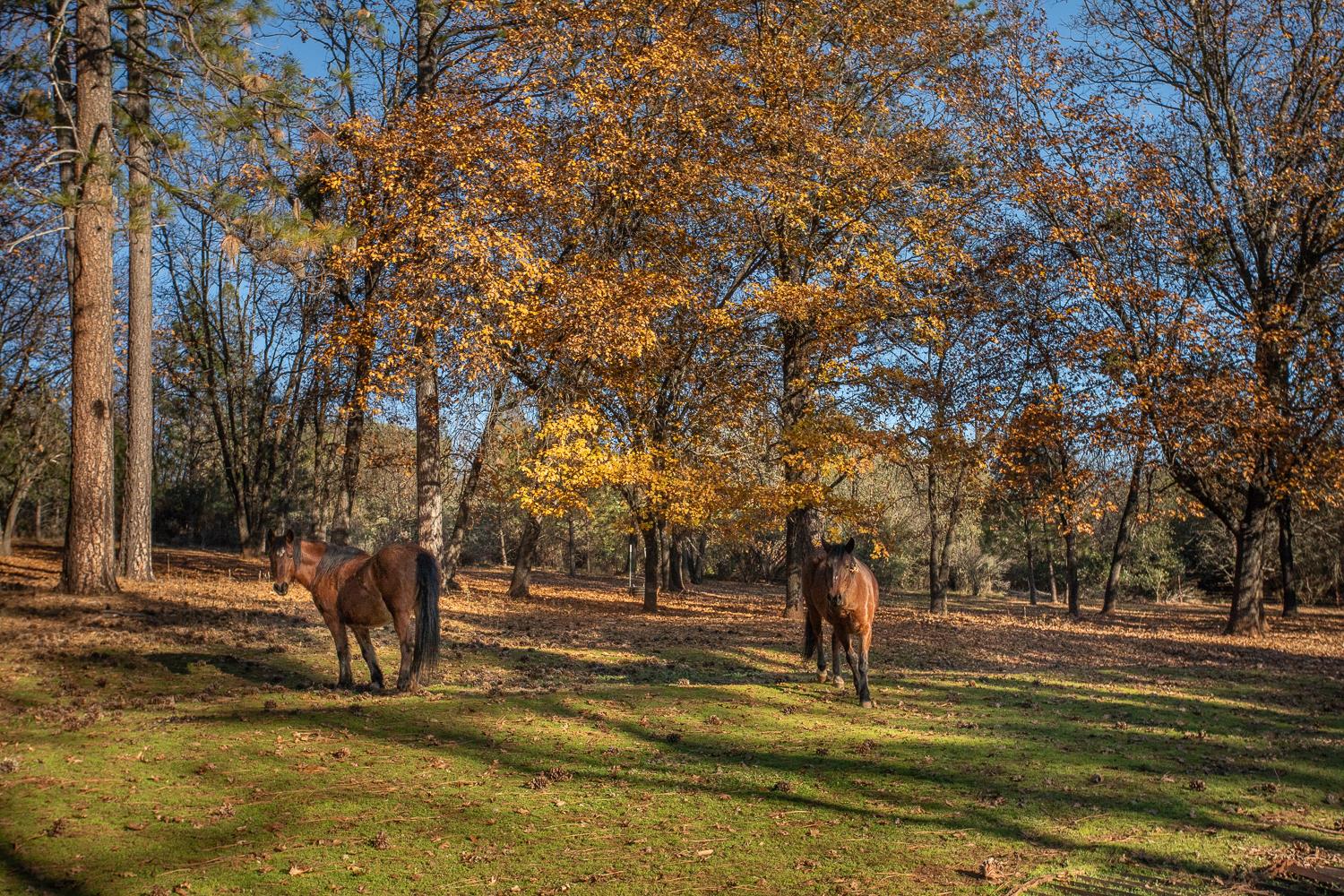 10095 Frenchtown Dobbins Road Dobbins, CA 95935 - Photo 39 of 46