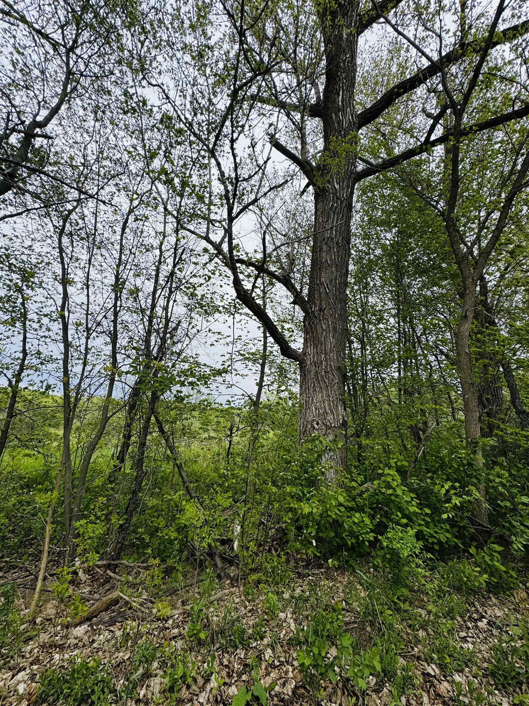 Parcel B2 Bosscher Road Manton, MI 49663 - Photo 13 of 13
