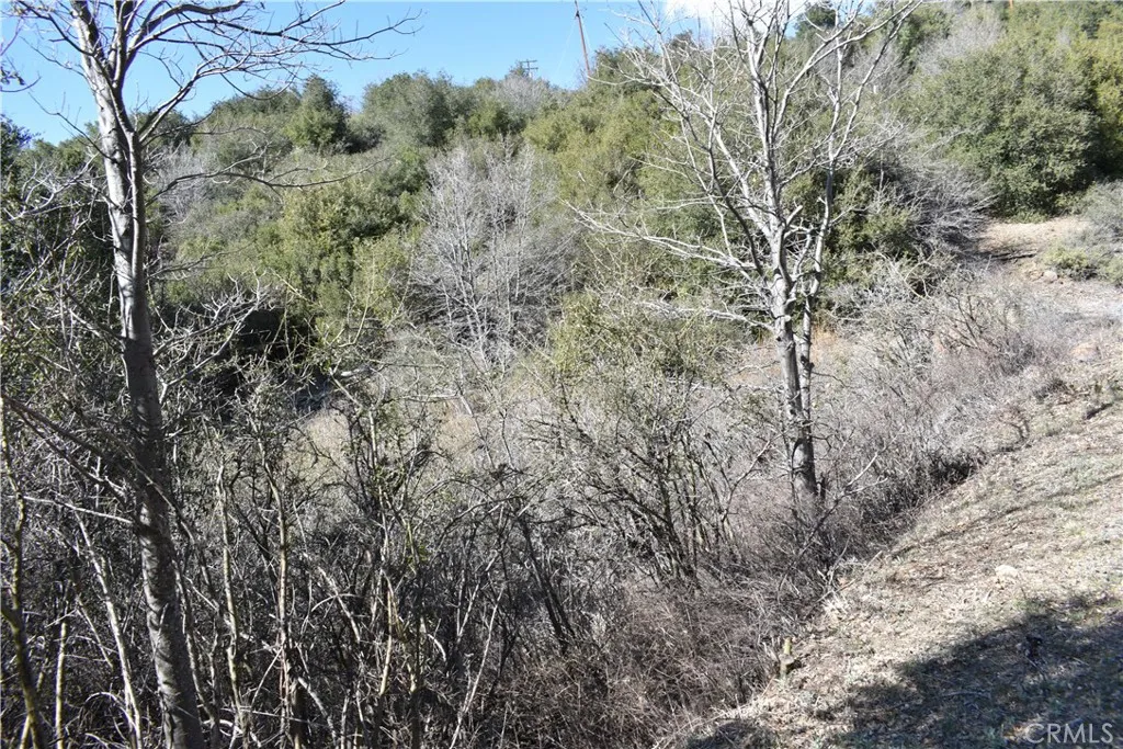 0 Oak Julian, CA 92036 - Photo 16 of 28 a view of a forest with large trees
