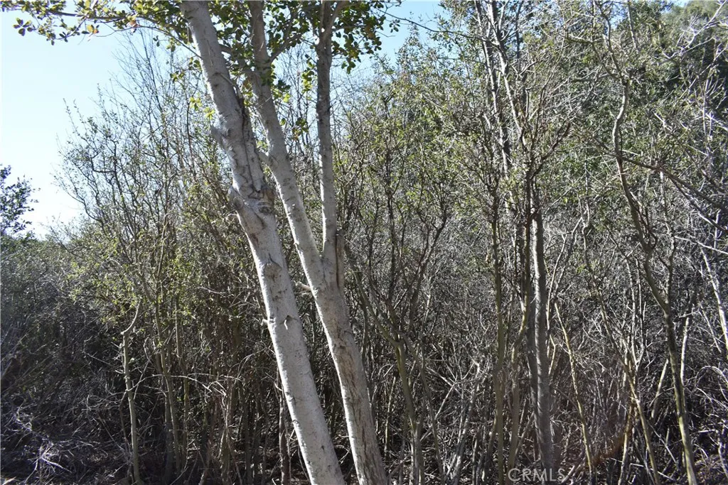 0 Oak Julian, CA 92036 - Photo 21 of 28 a view of a backyard of the house