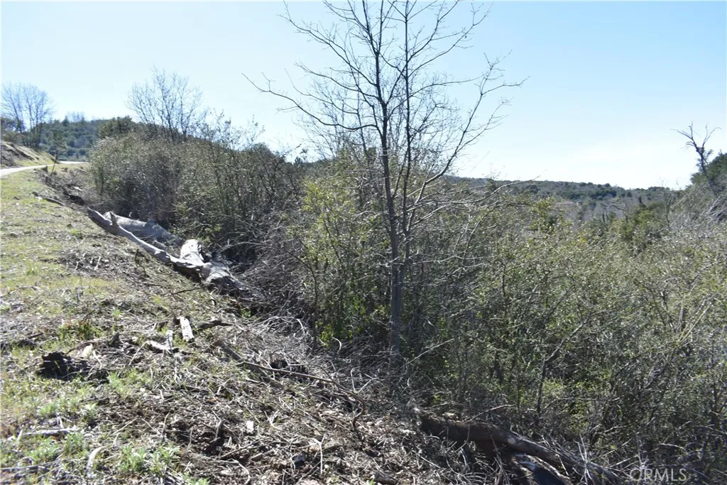 0 Oak Julian, CA 92036 - Photo 26 of 28 a view of a forest filled with trees