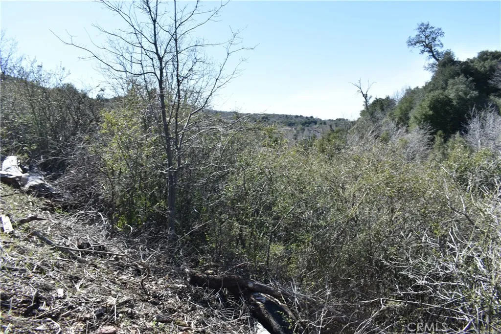 0 Oak Julian, CA 92036 - Photo 27 of 28 a view of a forest with a tree in the background