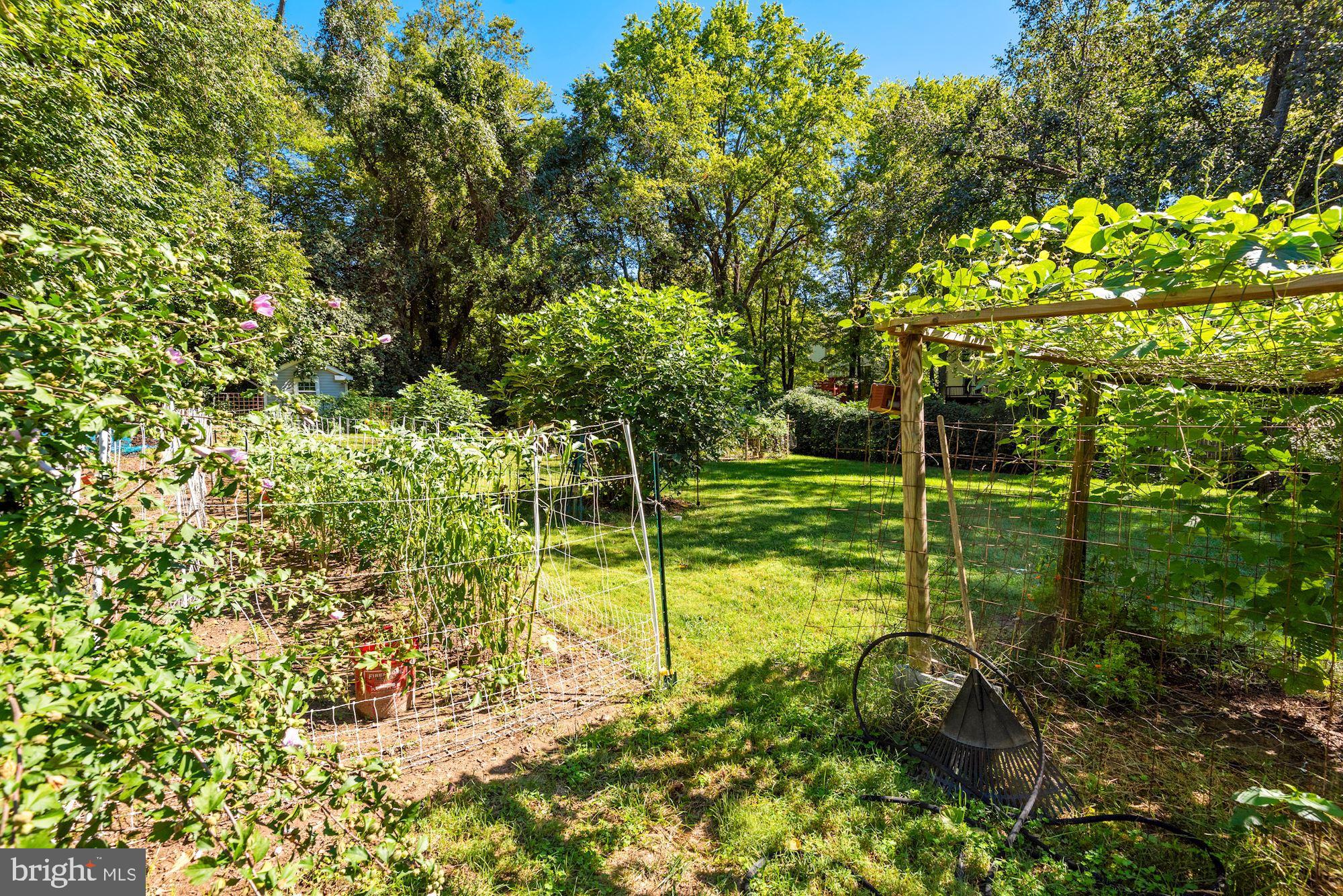 6042 Munson Hill Road Falls Church, VA 22044 - Photo 61 of 77 Veg Garden