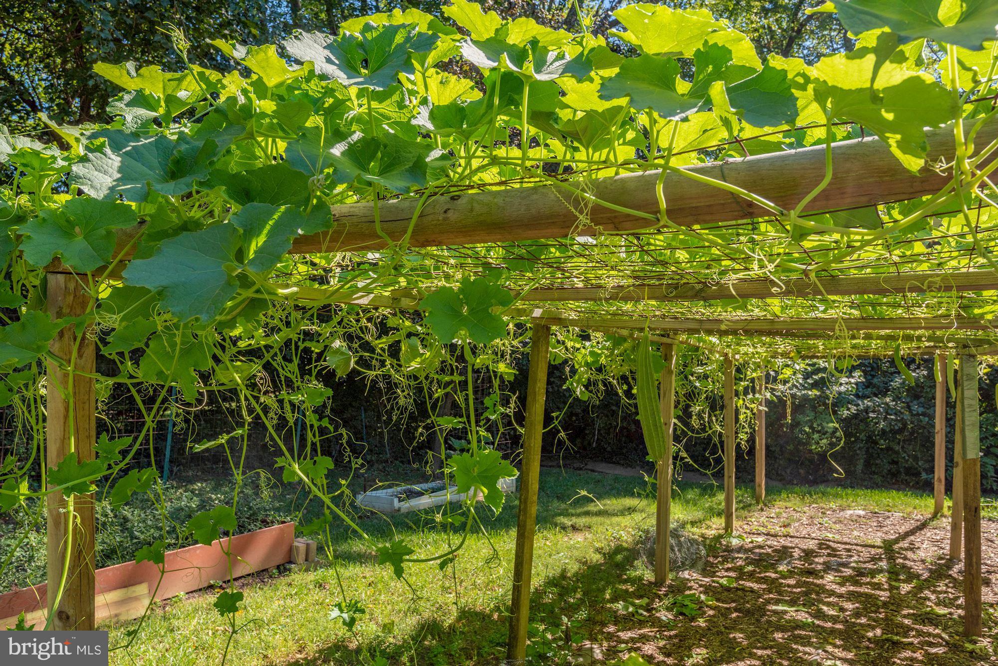 6042 Munson Hill Road Falls Church, VA 22044 - Photo 64 of 77 vegetables
