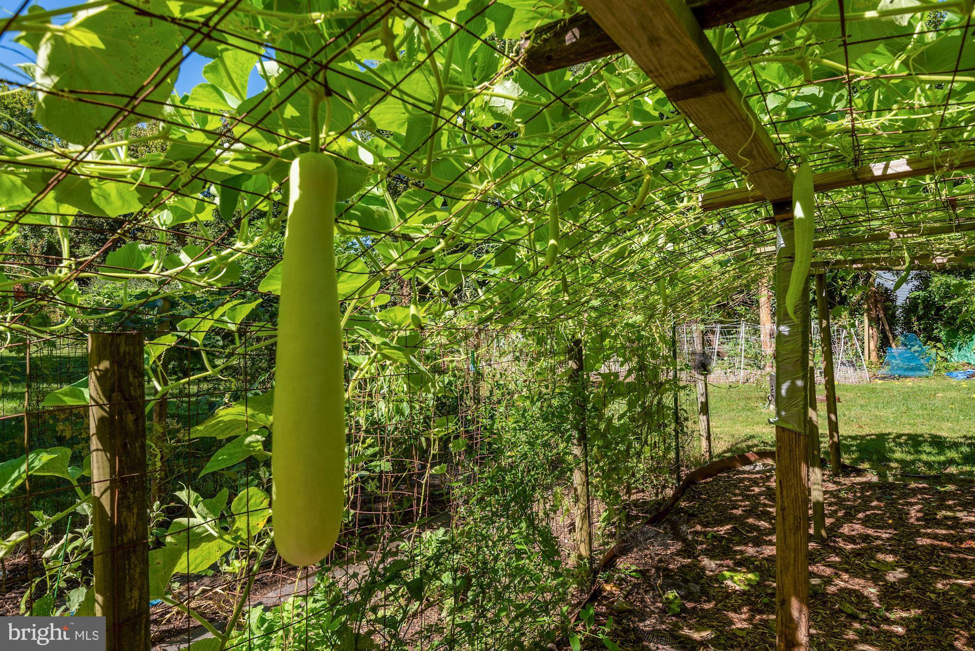 6042 Munson Hill Road Falls Church, VA 22044 - Photo 65 of 77 Garden