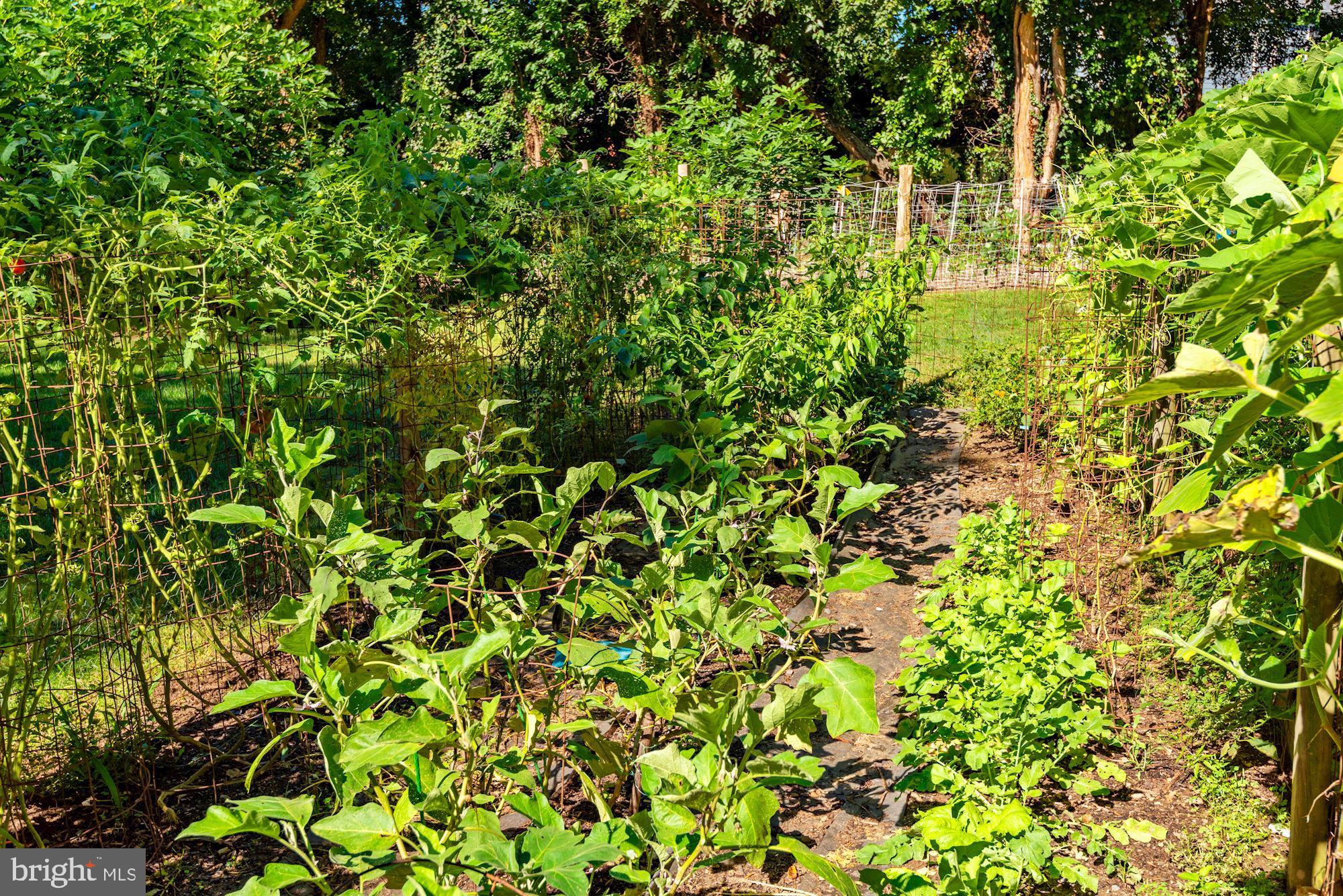 6042 Munson Hill Road Falls Church, VA 22044 - Photo 66 of 77 Veg Garden