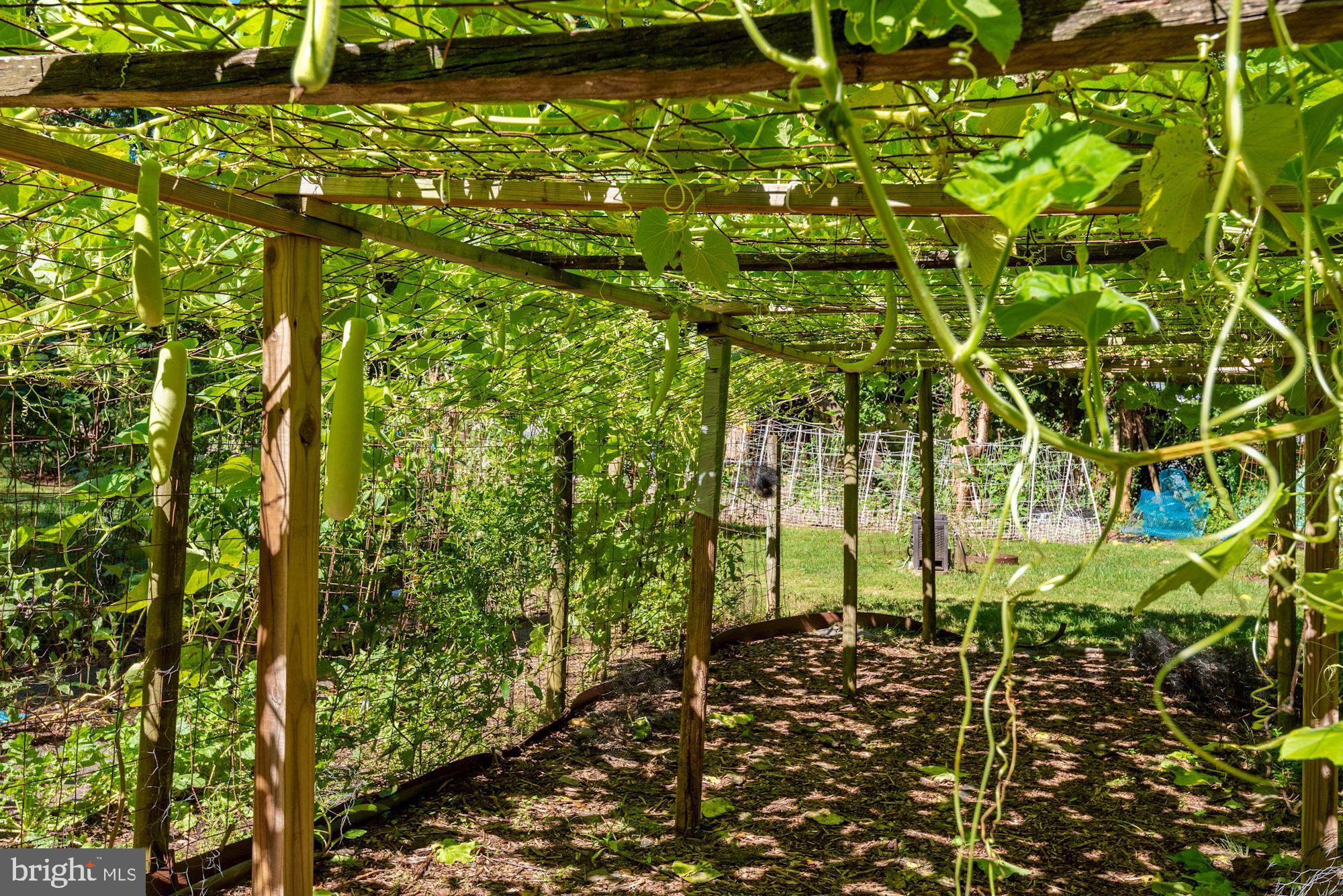 6042 Munson Hill Road Falls Church, VA 22044 - Photo 67 of 77 Veg Garden