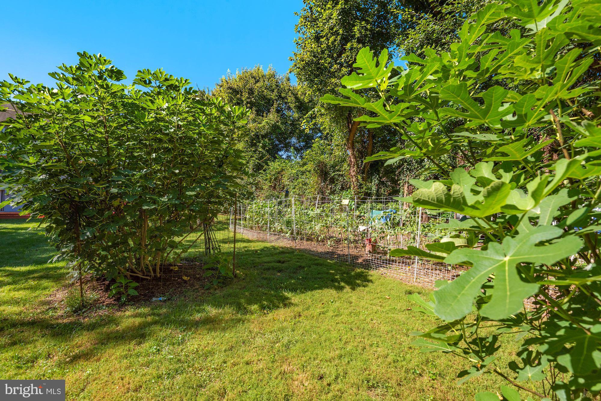 6042 Munson Hill Road Falls Church, VA 22044 - Photo 71 of 77 Backyard