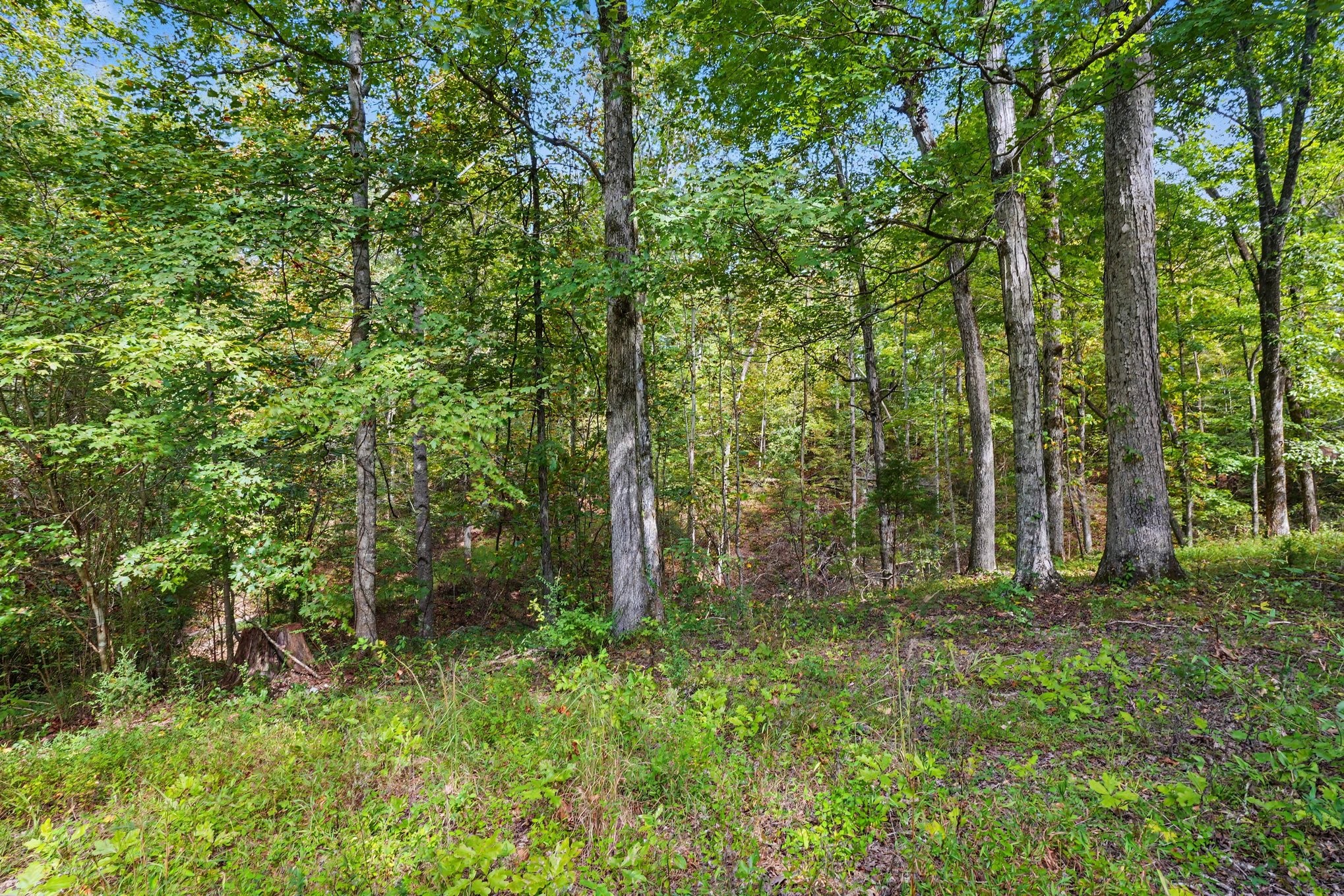 720 Harris Road Dickson, TN 37055 - Photo 9 of 12 Gallery Image 9