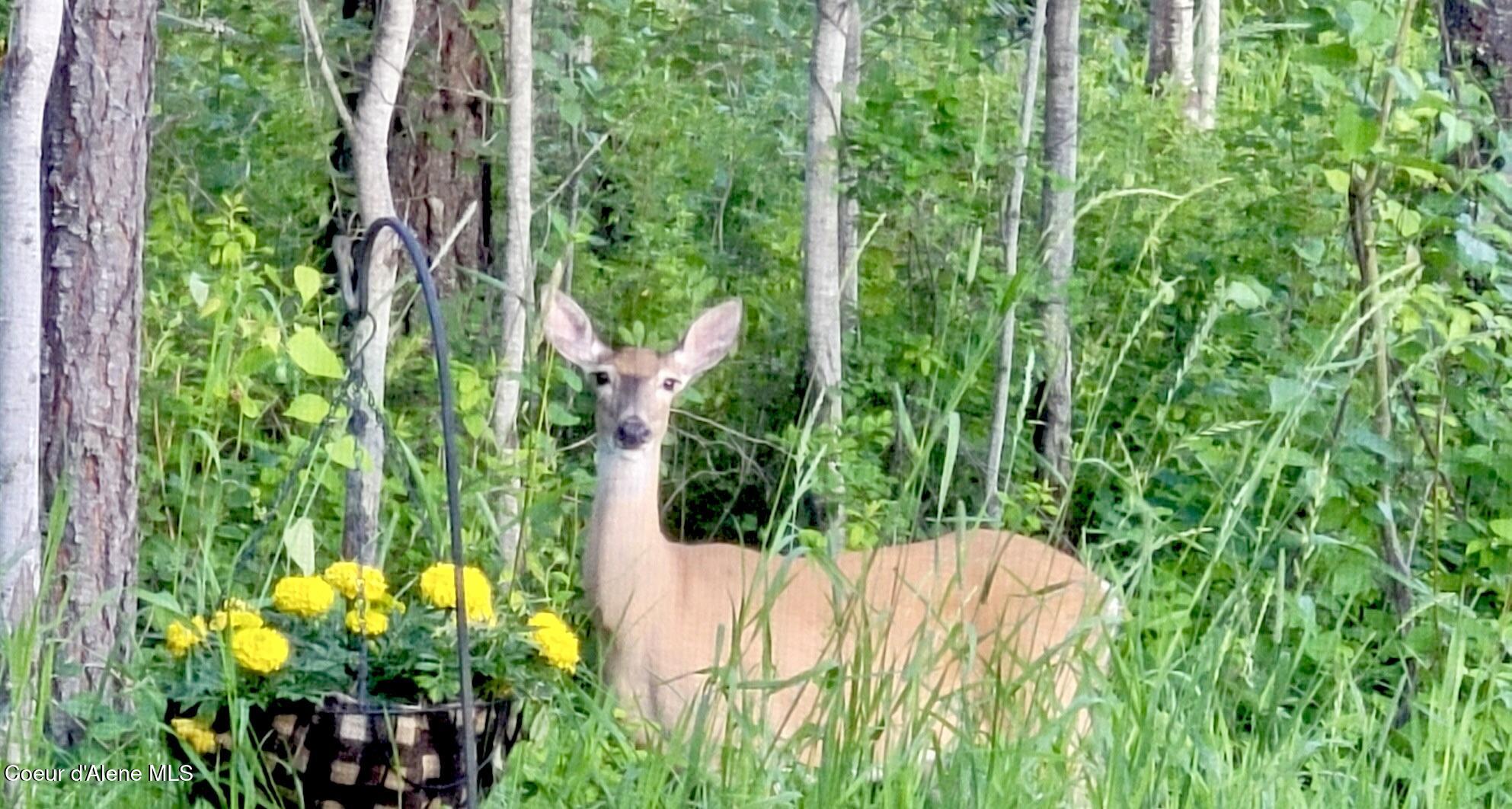 891 Ames Way Dover, ID 83825 - Photo 50 of 68 75. Deer