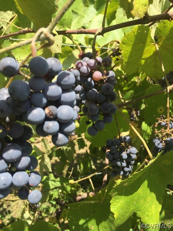 8312 Gwinnett Road Henrico, VA 23229 - Photo 50 of 50 a view of a tree