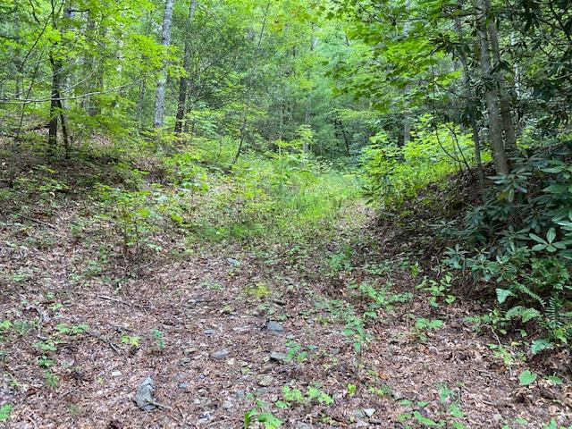 Bluestone Way Townsend, TN 37882 - Photo 3 of 7 Driveway cut in to building site
