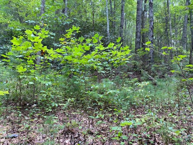 Bluestone Way Townsend, TN 37882 - Photo 5 of 7 Building site