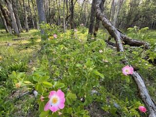 36435 Ditch Creek Road, Unit 204 Rogue River, OR 97537 - Photo 12 of 12 IMG_4719