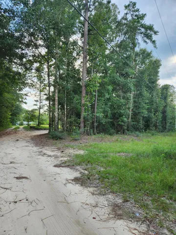 a view of a forest with trees in the background