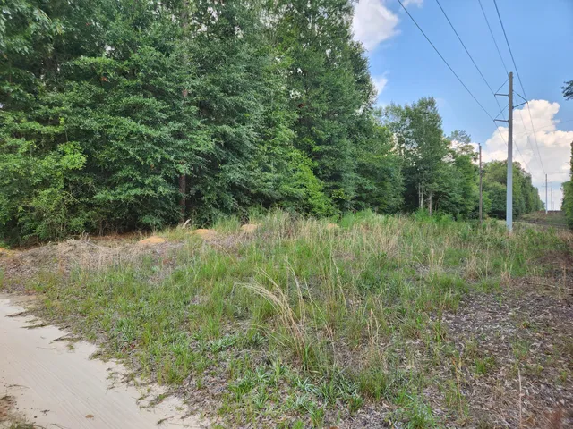 a view of a lush green forest