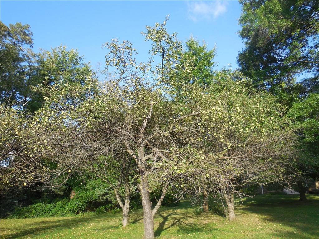 250 Neville Road Beaver, PA 15009 - Photo 25 of 25 Apples are ripe for the picking!