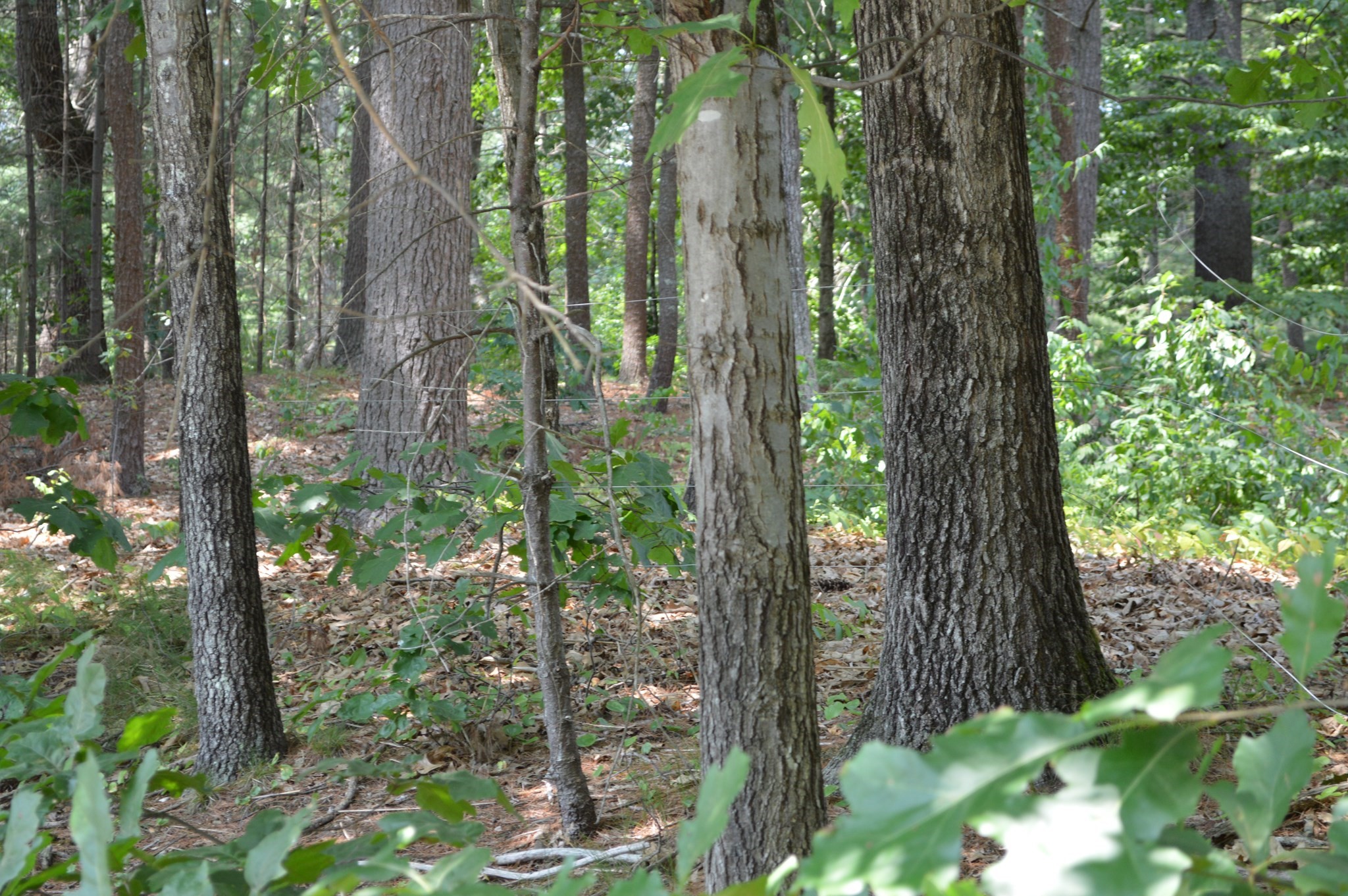 Lot 81 Carleton Road Carlisle, MA 01741 - Photo 3 of 3 Gallery Image 3