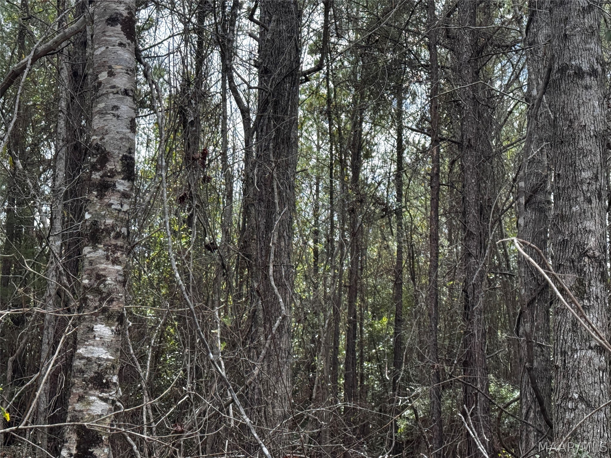 0 County Road Monroeville, AL 36460 - Photo 16 of 44 Gallery Image 16