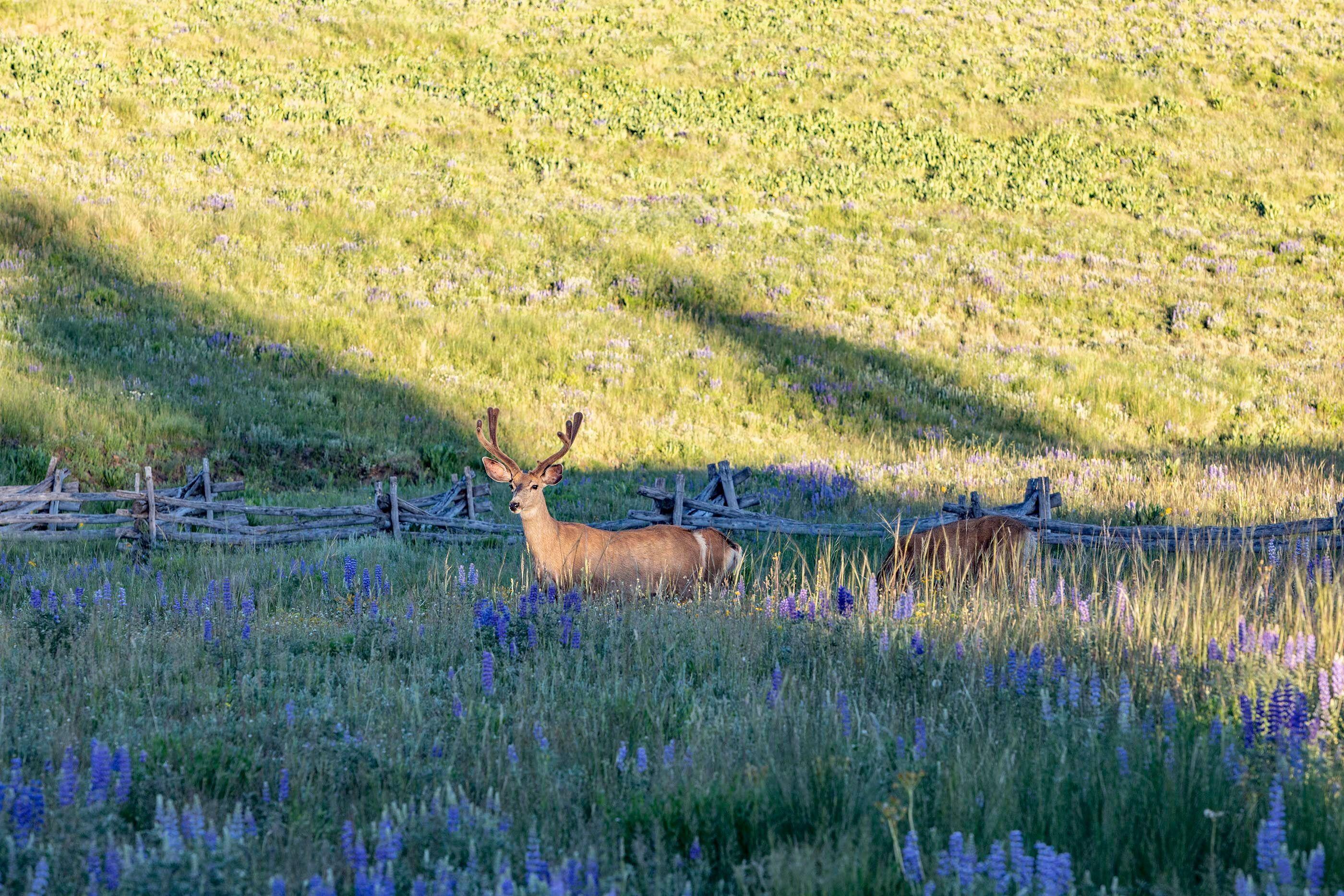 2045 West Anderson Road Placerville, CO 81430 - Photo 28 of 28 Buck
