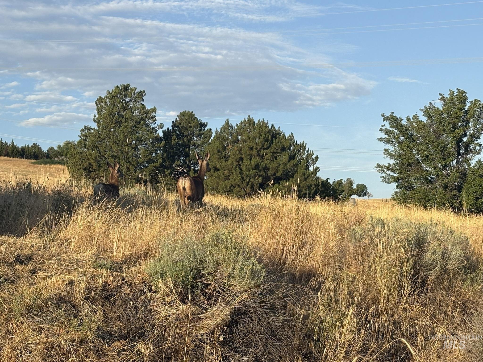 2914 27th Street Clarkston, WA 99403 - Photo 8 of 11 View of undeveloped land featuring rural landscape