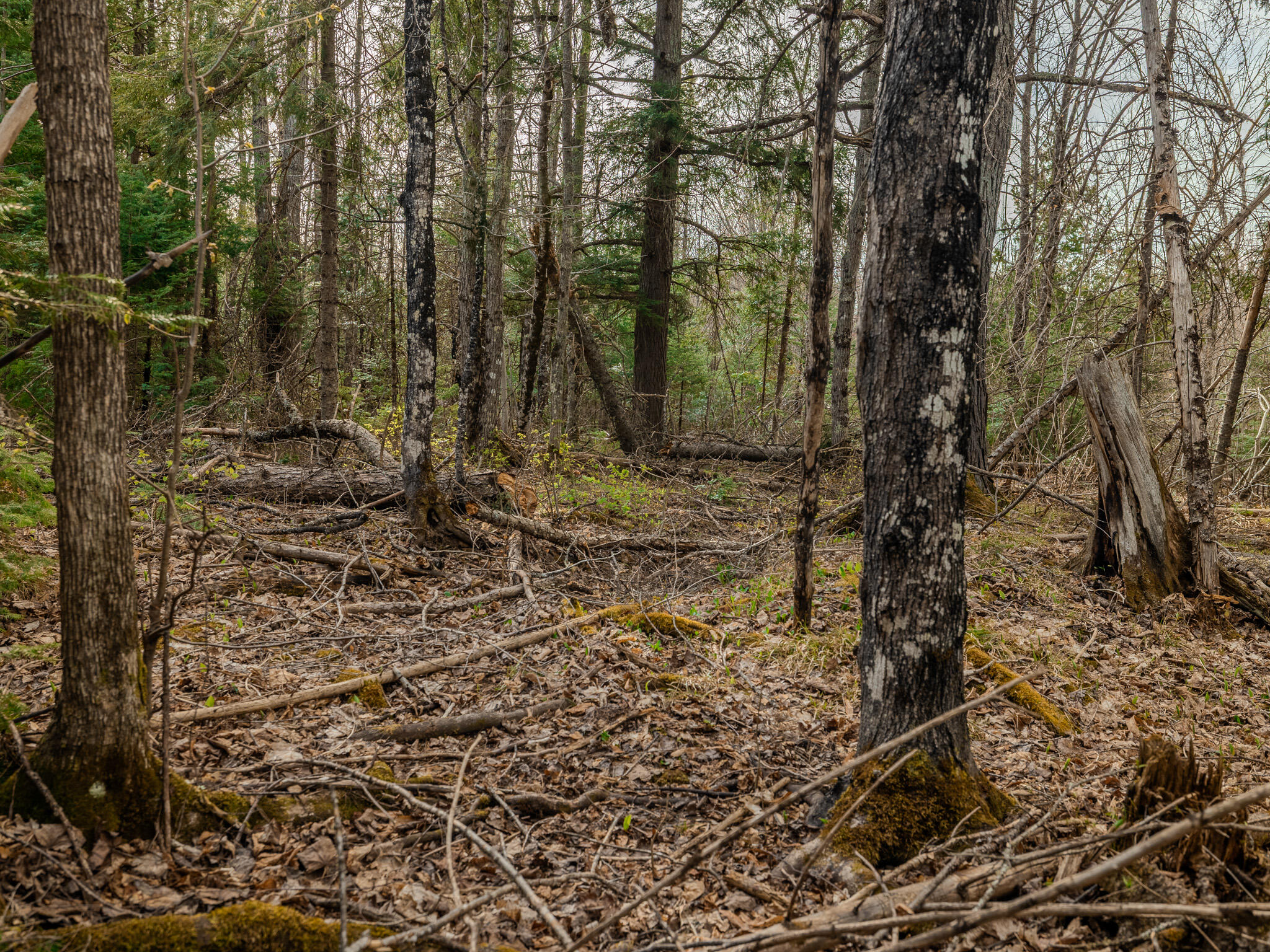 Lot 5 Horoscope Road Pelkie, MI 49958 - Photo 6 of 14 048A2168-HDR