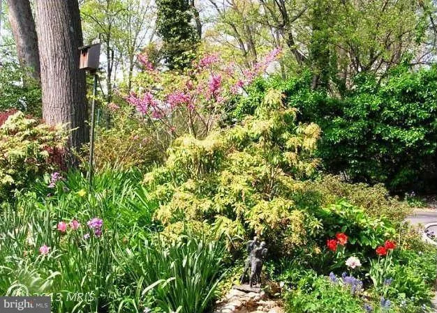 a close up of a tree in a garden