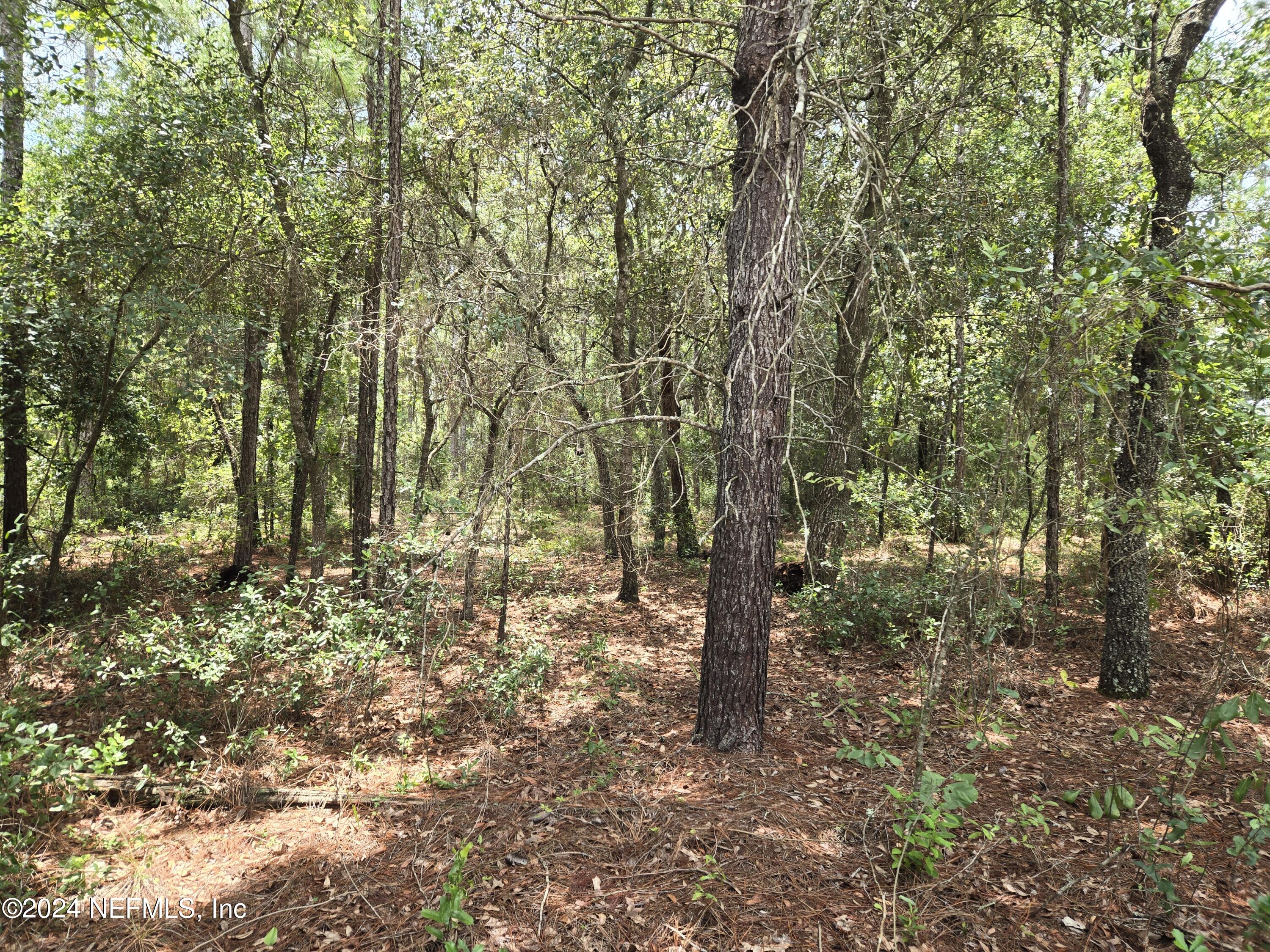 5597 Acadia Street Keystone Heights, FL 32656 - Photo 1 of 1 Wooded lot