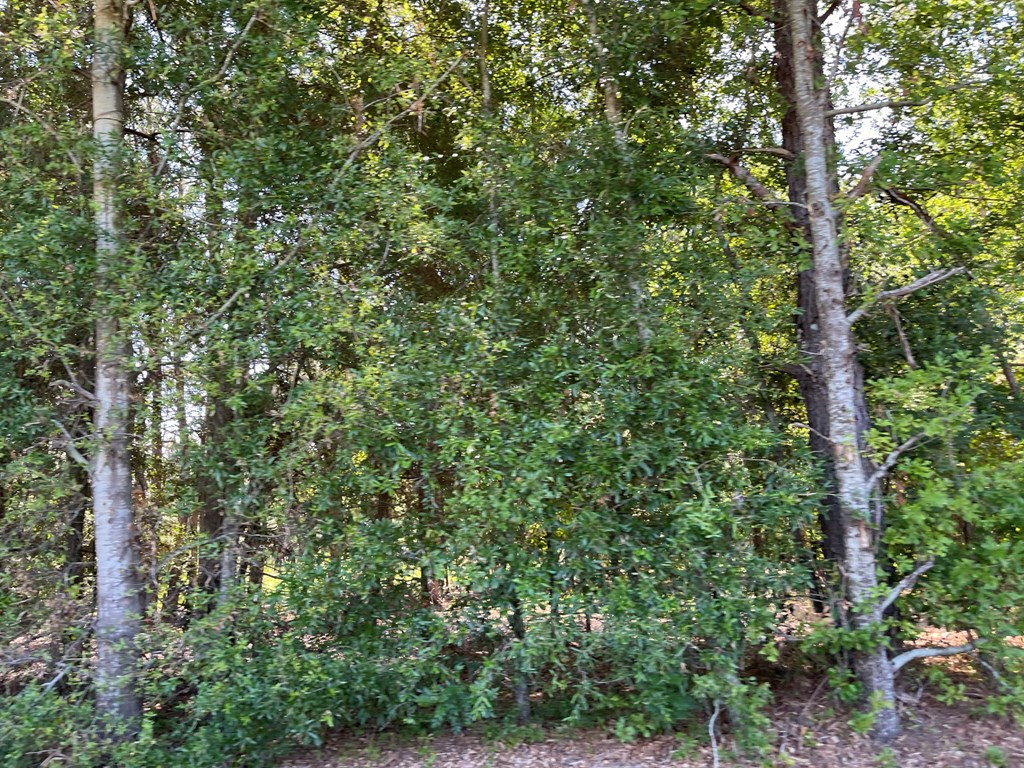 177 Lower Cherokee Road Neeses, SC 29107 - Photo 31 of 32 Photo 31