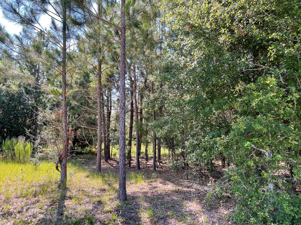 177 Lower Cherokee Road Neeses, SC 29107 - Photo 32 of 32 Photo 32