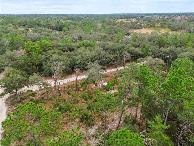 a view of a forest with a street