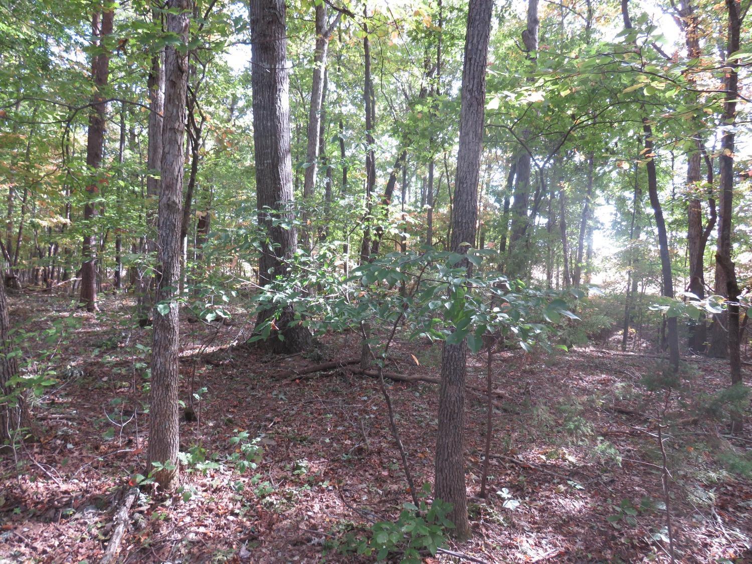14324 Red House Road Concord, VA 24538 - Photo 87 of 90 a view of a forest that has large trees