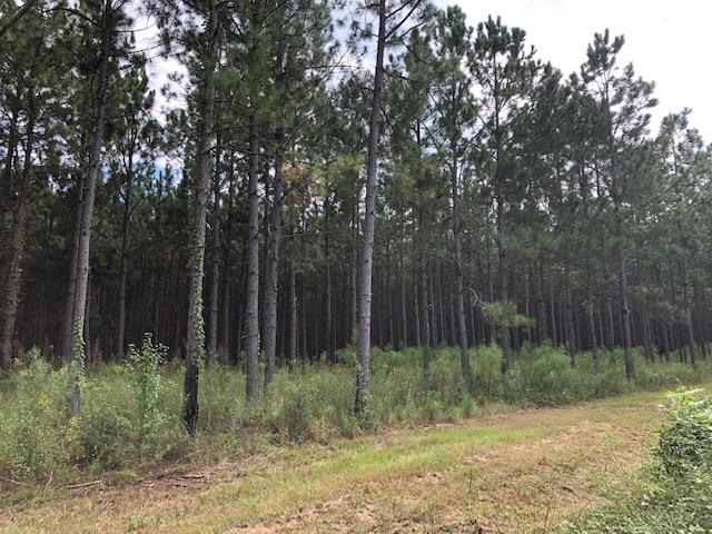 0 Barlow Road Cochran, GA 31014 - Photo 3 of 21